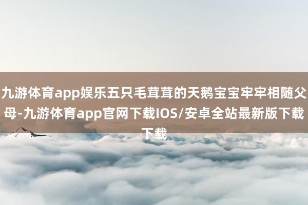 九游体育app娱乐五只毛茸茸的天鹅宝宝牢牢相随父母-九游体育app官网下载IOS/安卓全站最新版下载